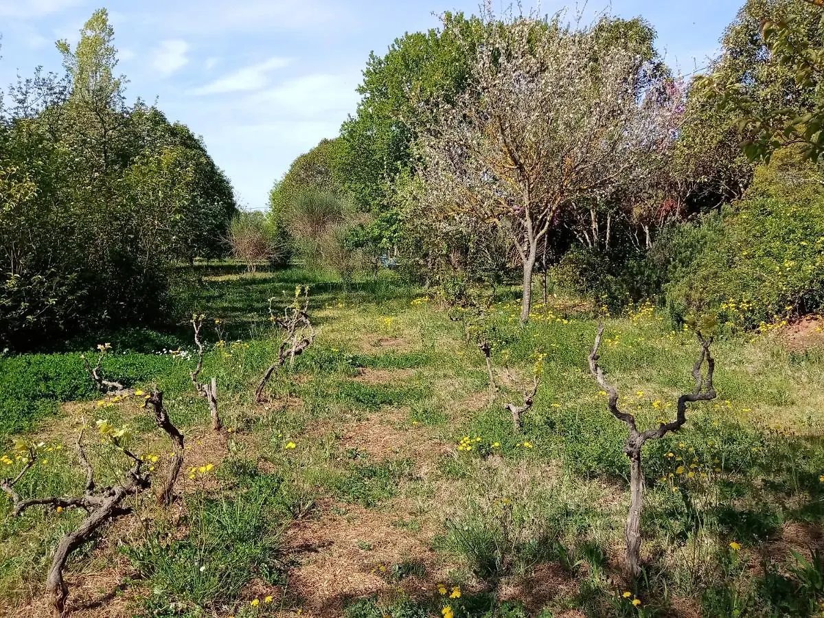 Gæstehus Au Mas Saint Pierre Hotel Pignans